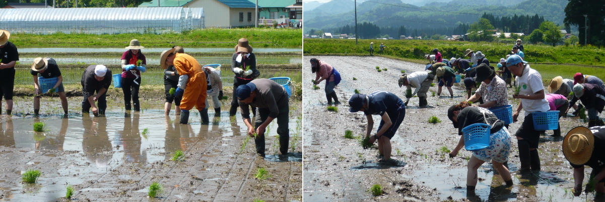 田植え