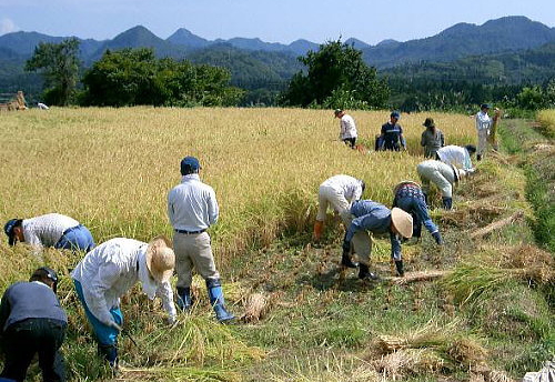 はでっぱの香 稲刈り