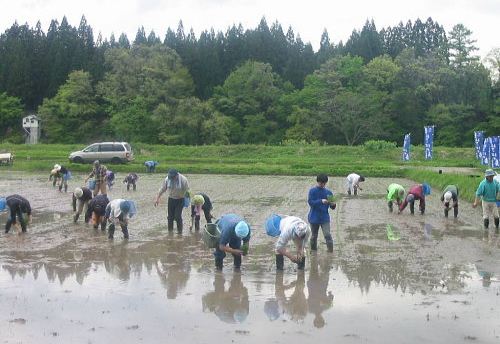 はでっぱの香 田植え